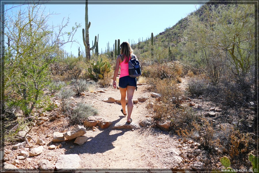 SaguaroNP_15_014