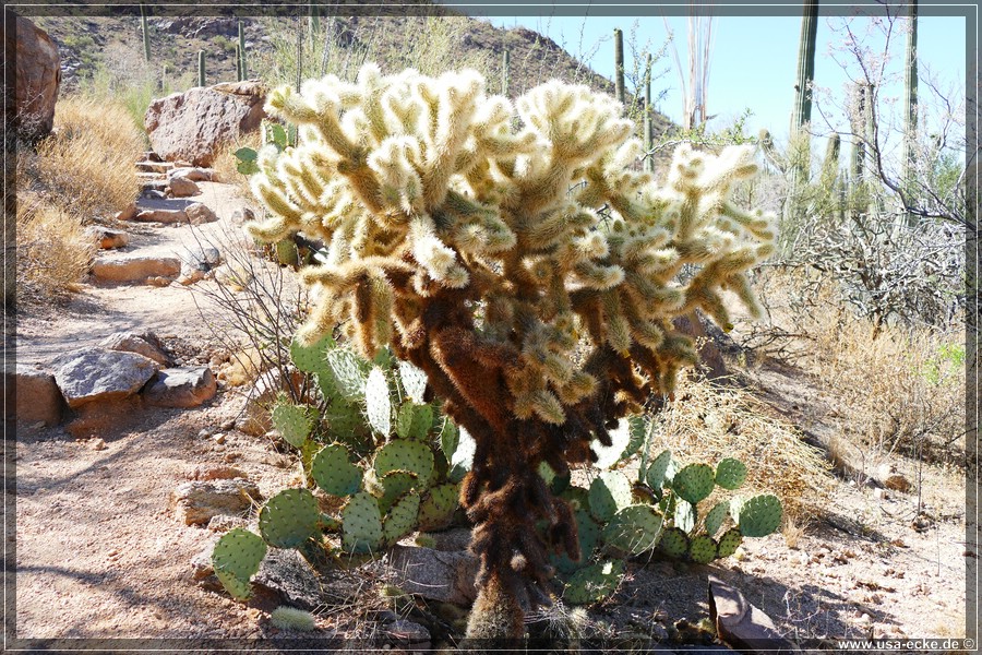 SaguaroNP_15_015