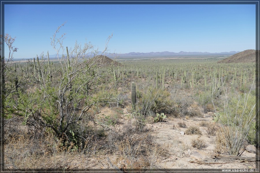 SaguaroNP_15_016