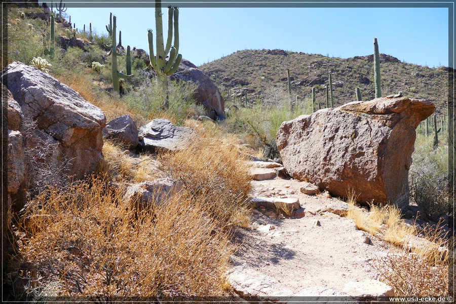 SaguaroNP_15_017