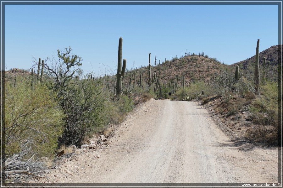 SaguaroNP_15_018