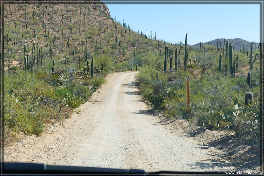 SaguaroNP_15_019