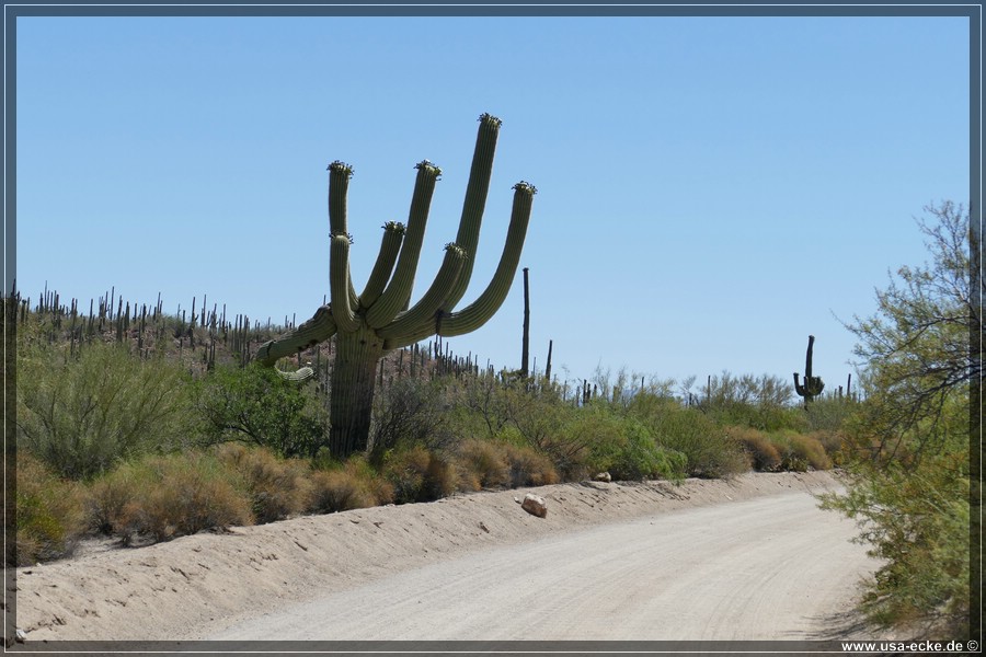 SaguaroNP_15_026