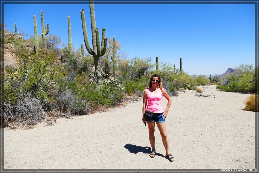 SaguaroNP_15_027