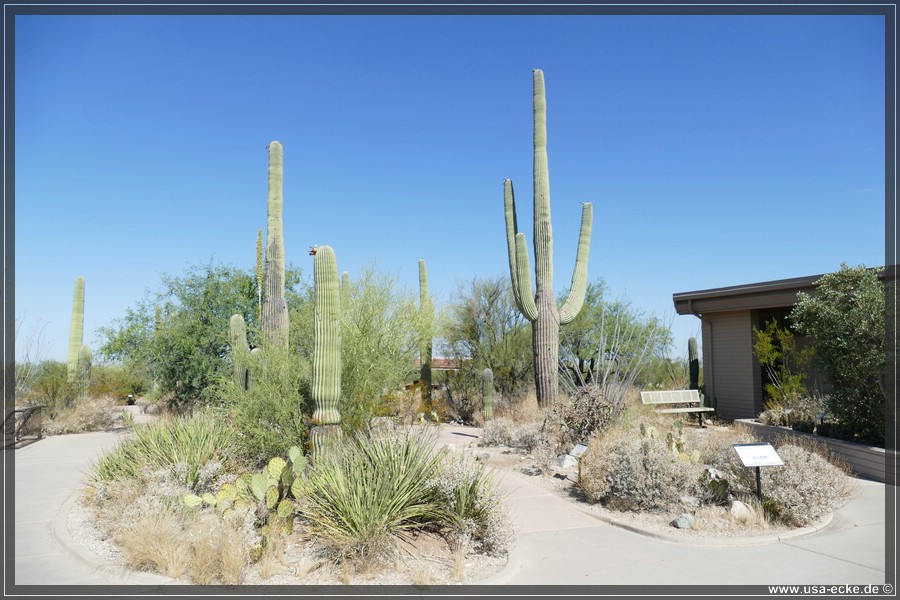 Saguaro2019_004