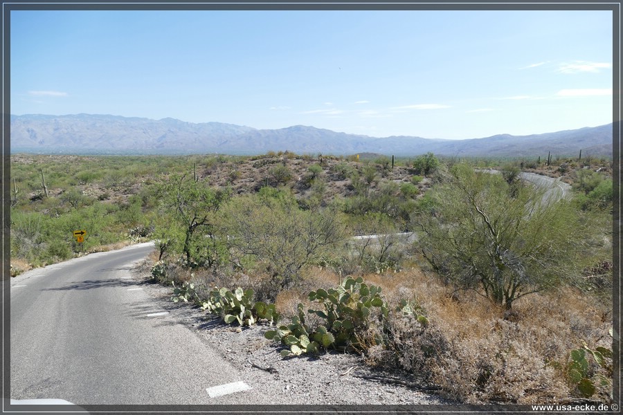 Saguaro2019_008