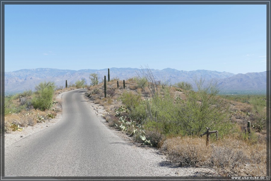 Saguaro2019_010