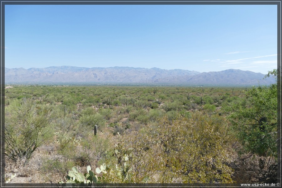 Saguaro2019_011