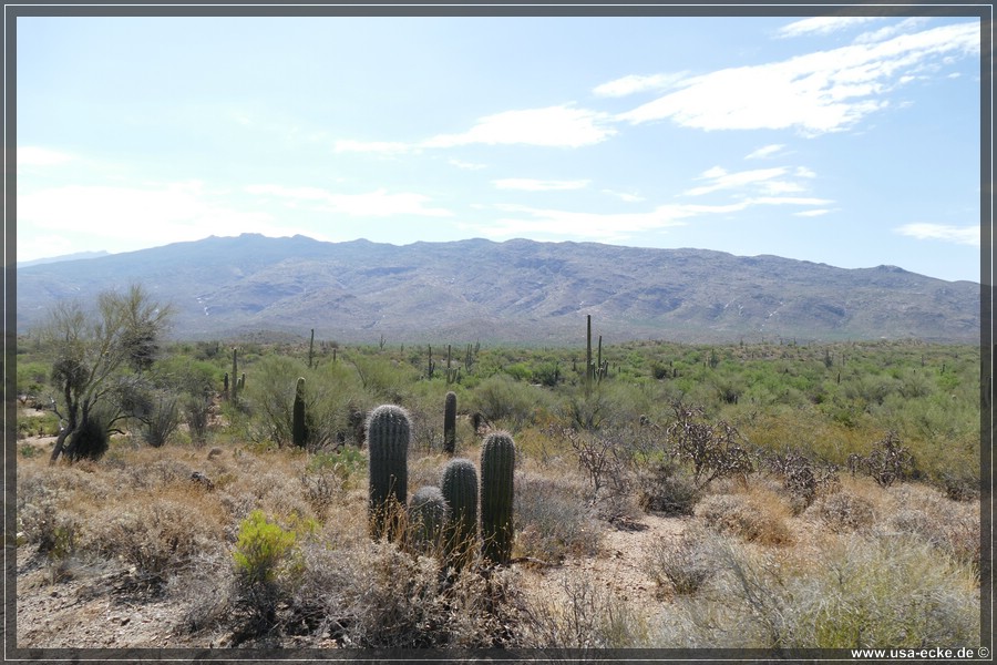 Saguaro2019_012