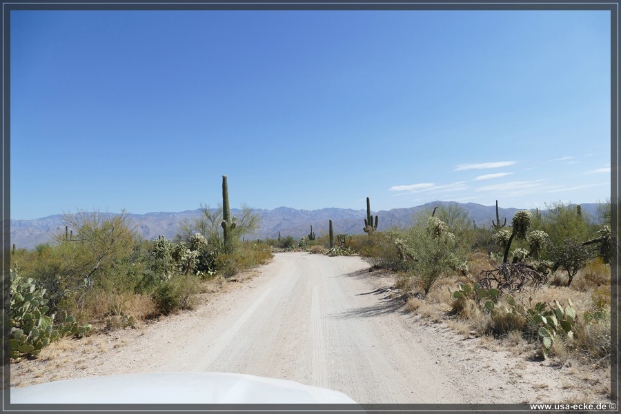 Saguaro2019_013