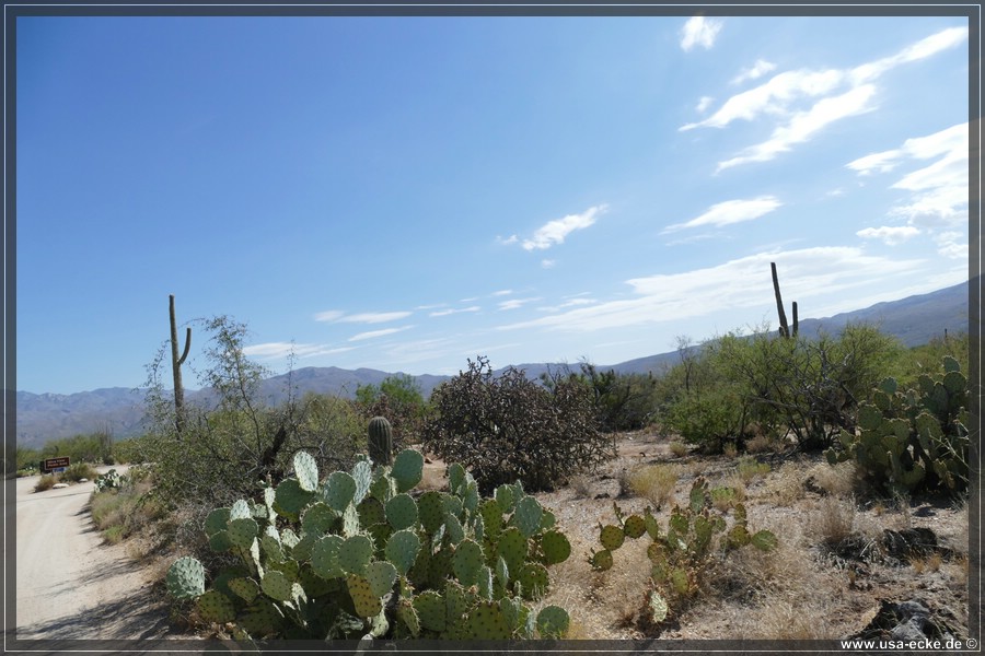 Saguaro2019_014