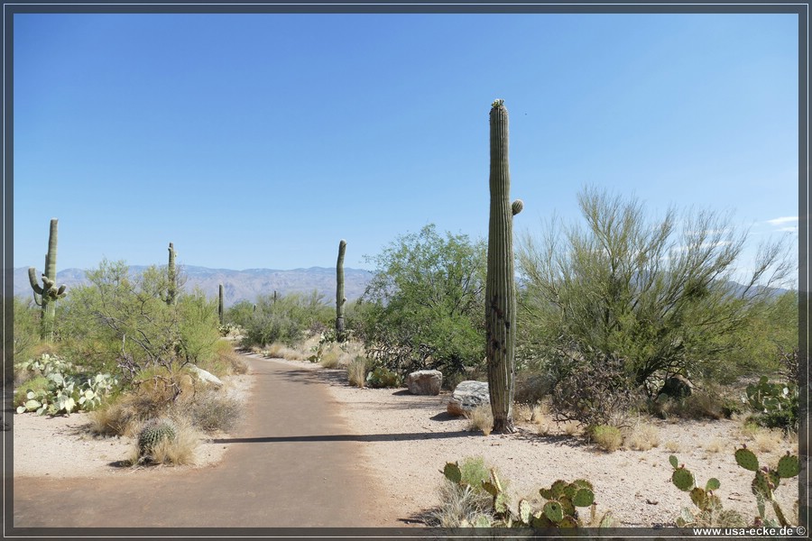 Saguaro2019_016