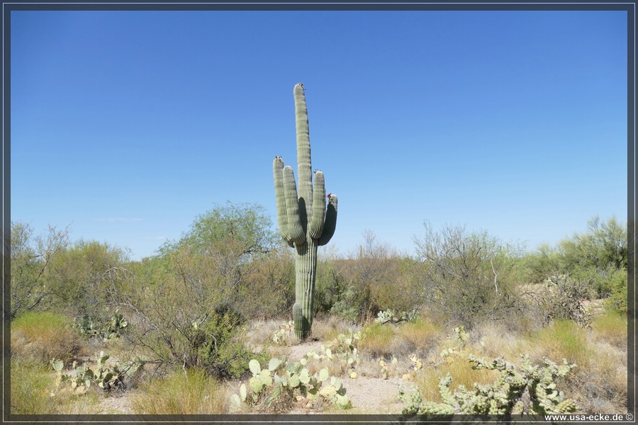 Saguaro2019_017