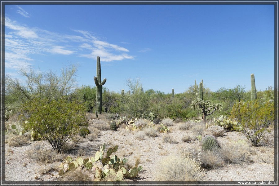 Saguaro2019_019