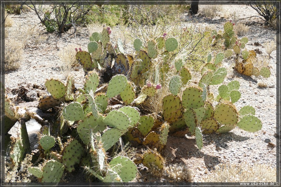 Saguaro2019_020