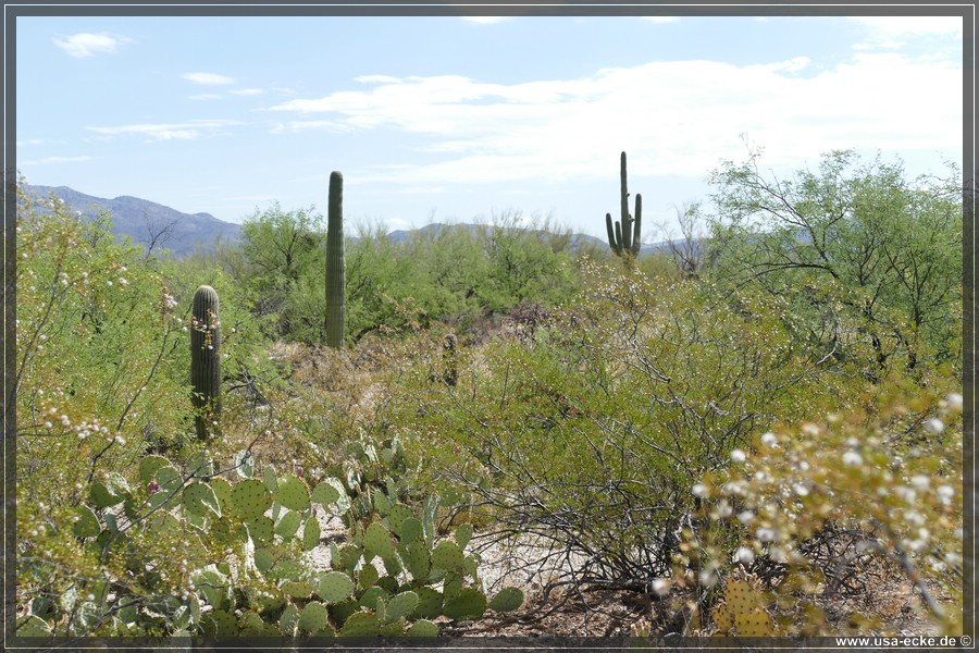 Saguaro2019_021