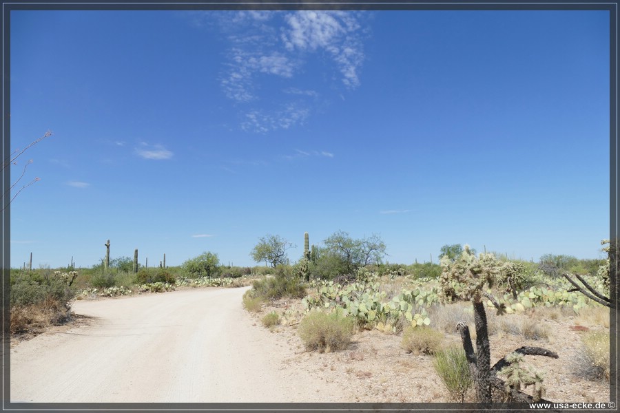 Saguaro2019_022