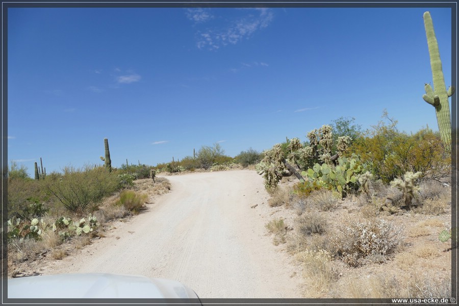 Saguaro2019_023