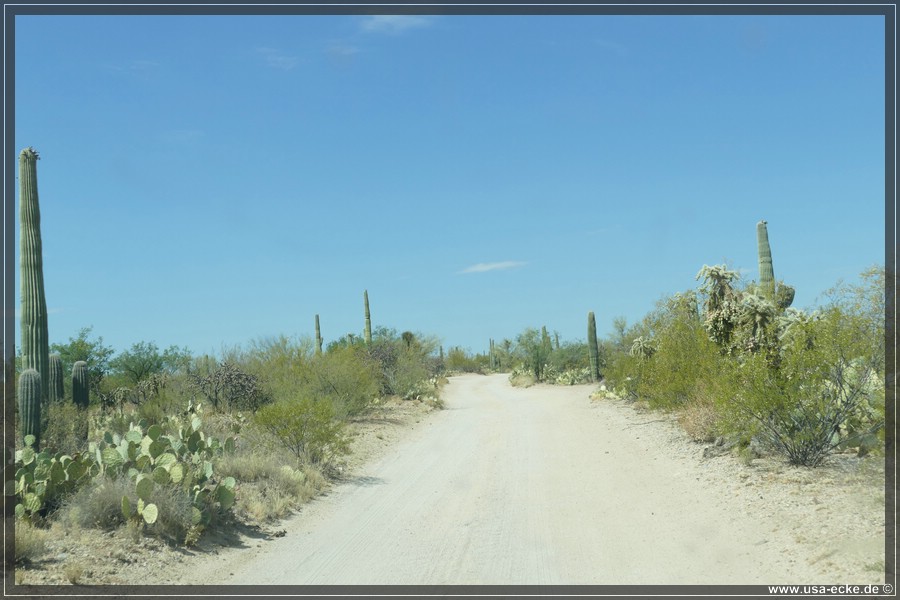 Saguaro2019_024