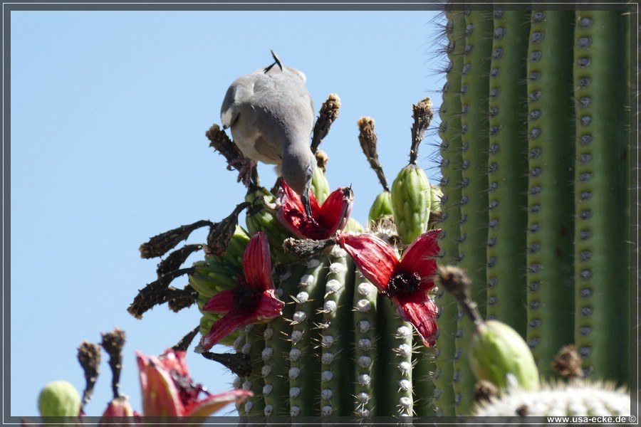 Saguaro2019_025