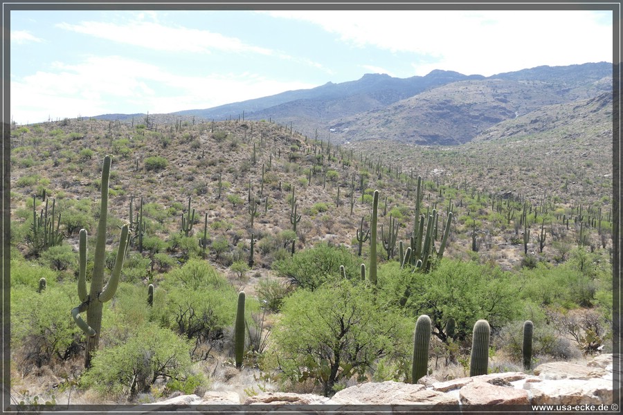 Saguaro2019_026