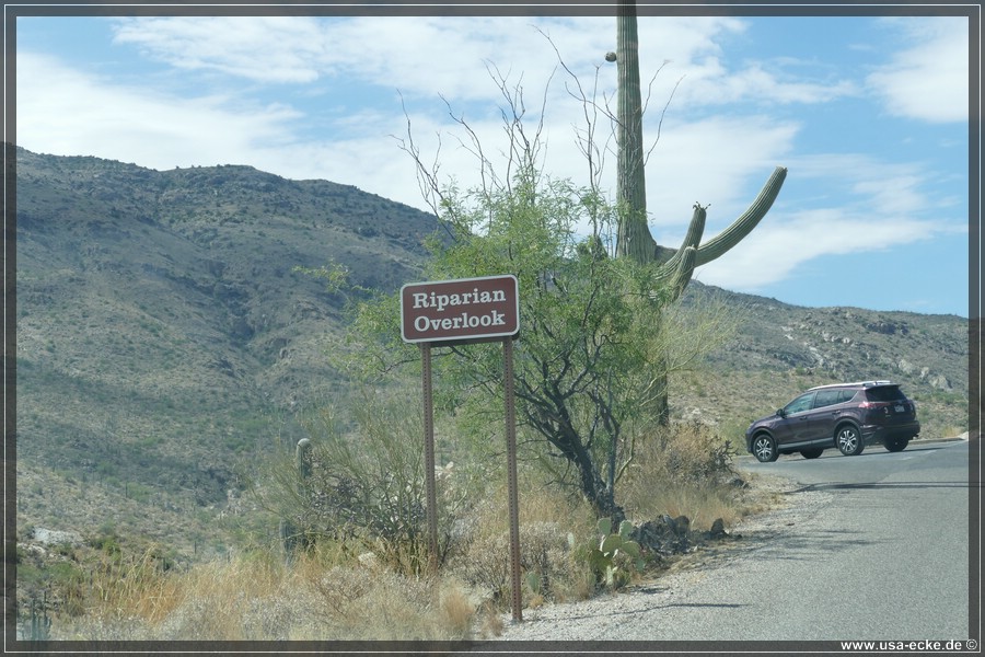 Saguaro2019_027