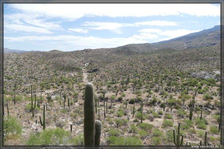 Saguaro2019_029