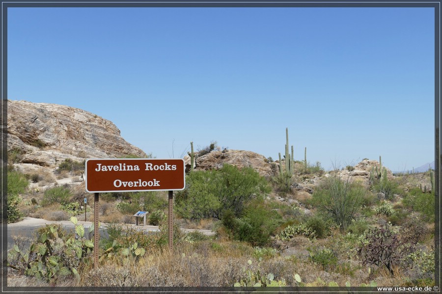 Saguaro2019_030