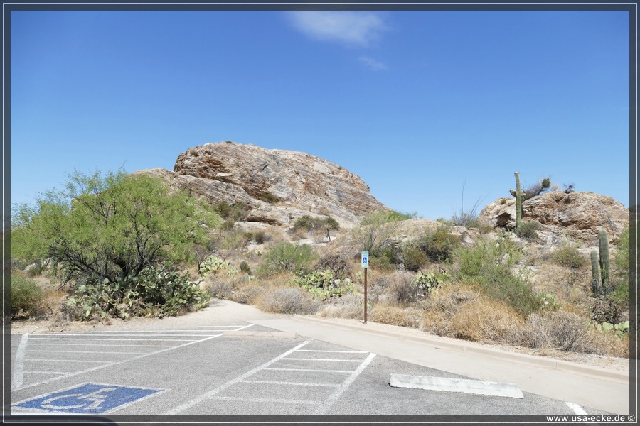 Saguaro2019_031