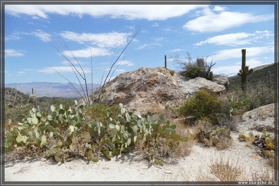 Saguaro2019_033