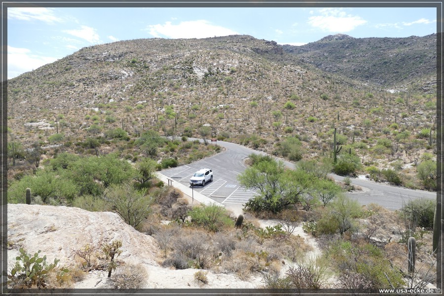 Saguaro2019_035