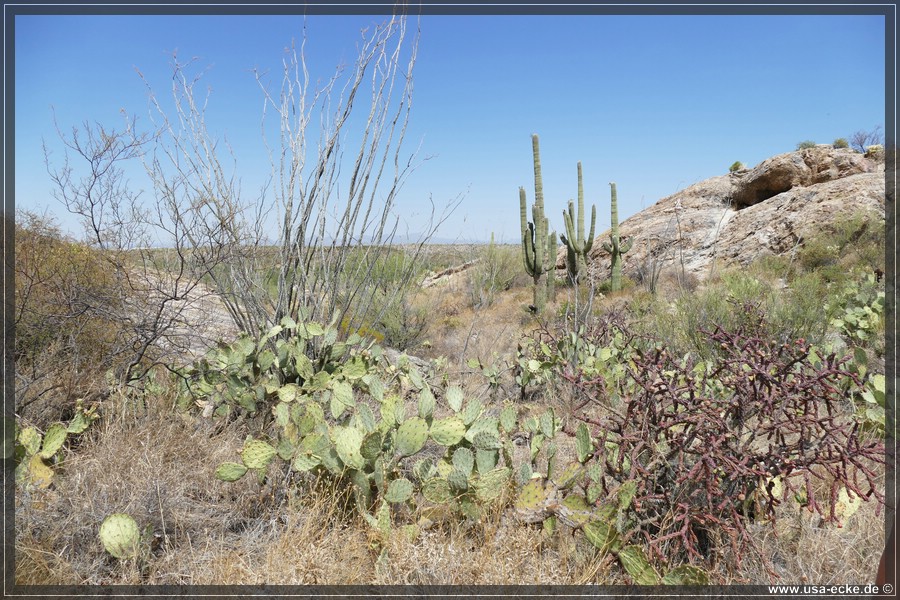 Saguaro2019_036