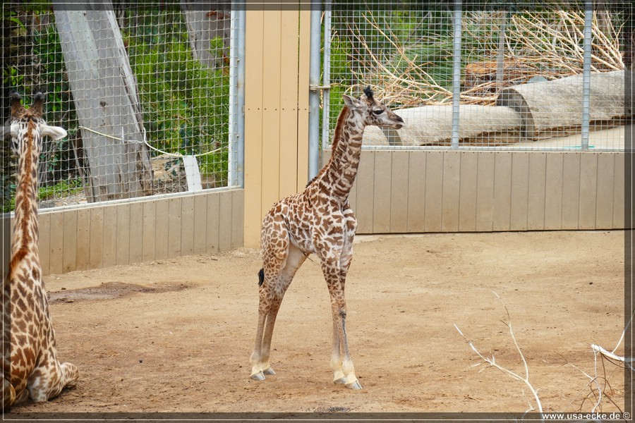 san_diego_zoo_15_011