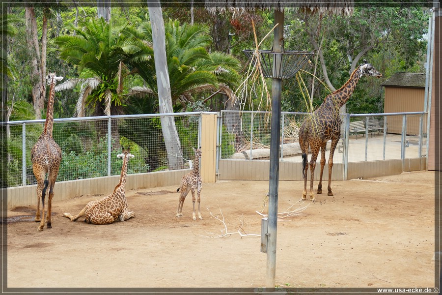 san_diego_zoo_15_012