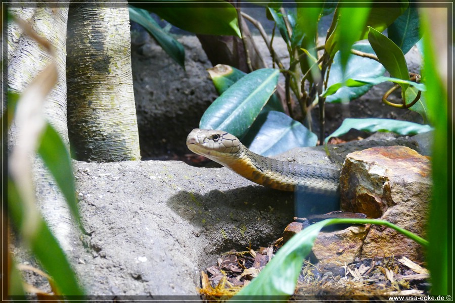 san_diego_zoo_15_019