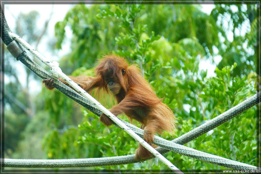 san_diego_zoo_15_022