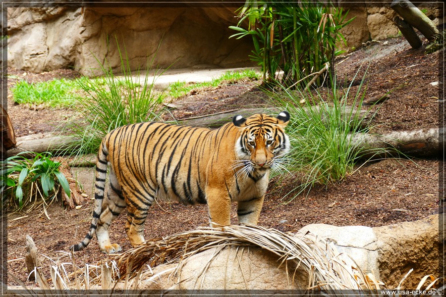 san_diego_zoo_15_023