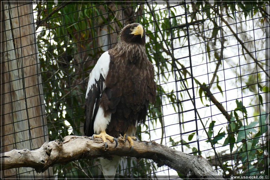 san_diego_zoo_15_036