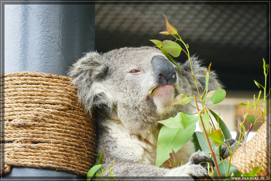 san_diego_zoo_15_047