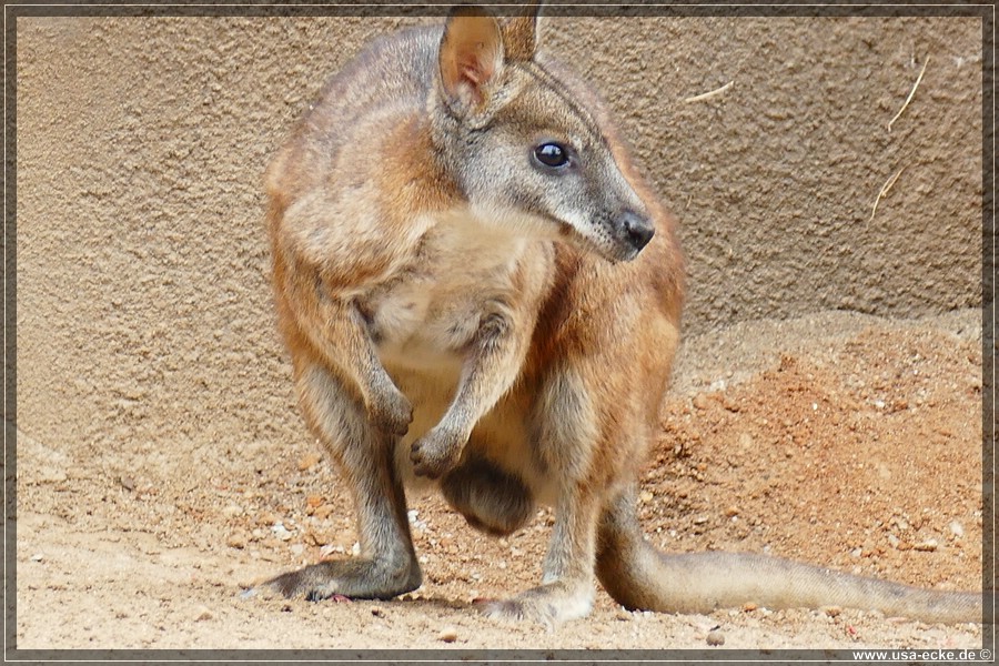 san_diego_zoo_15_048