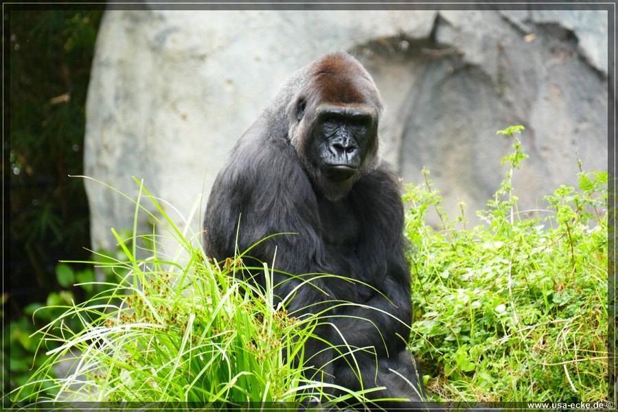 san_diego_zoo_15_056