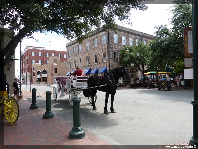 savannah_2013_005