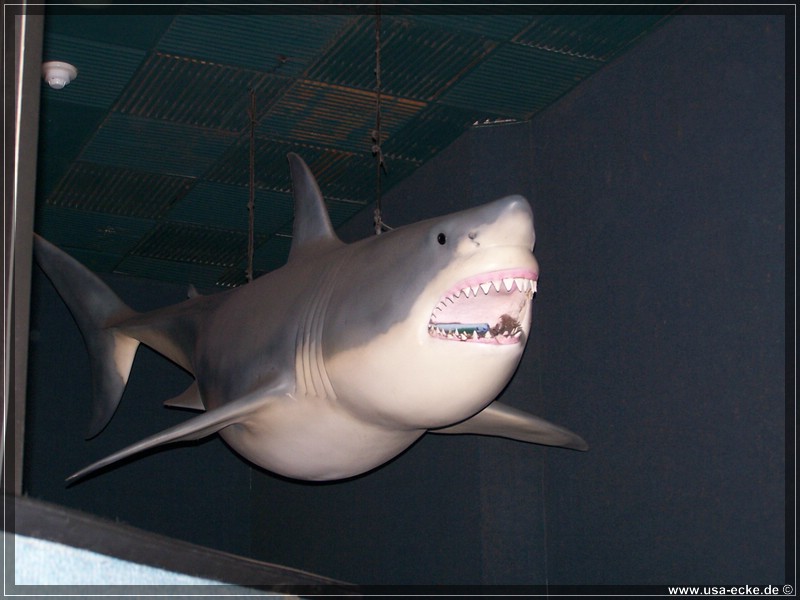 sea_world_2009_012