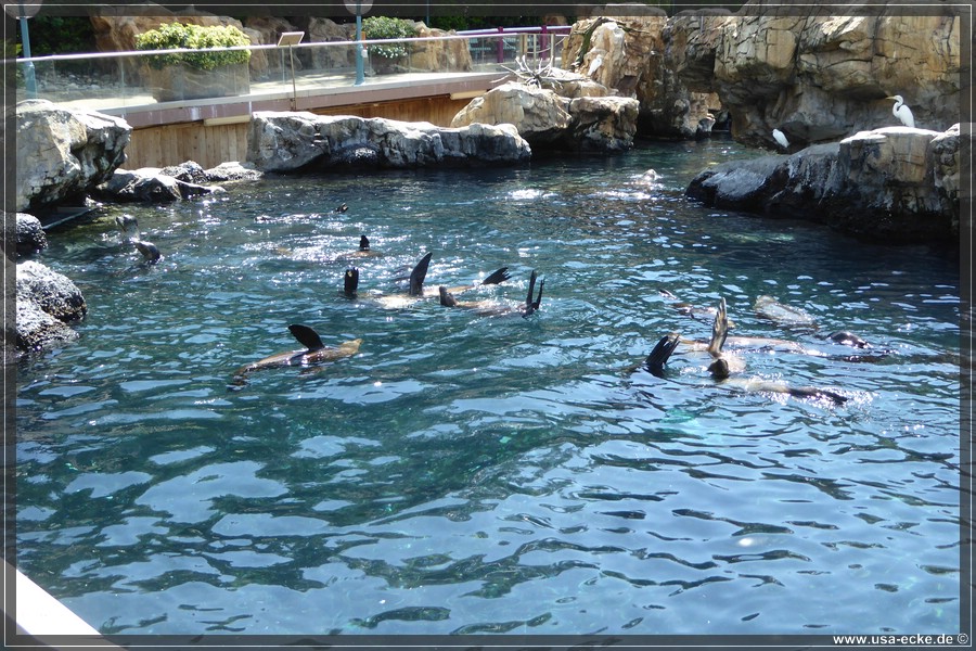 SeaWorld2018_035