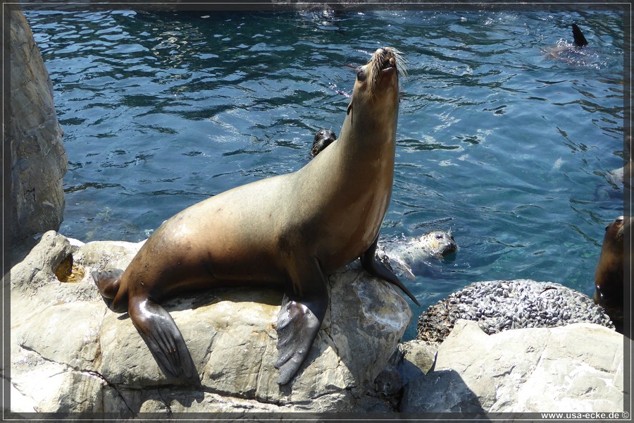 SeaWorld2018_036