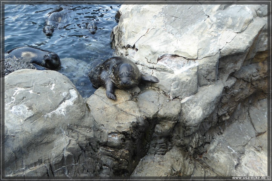 SeaWorld2018_040