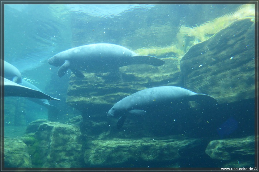 SeaWorld2018_066
