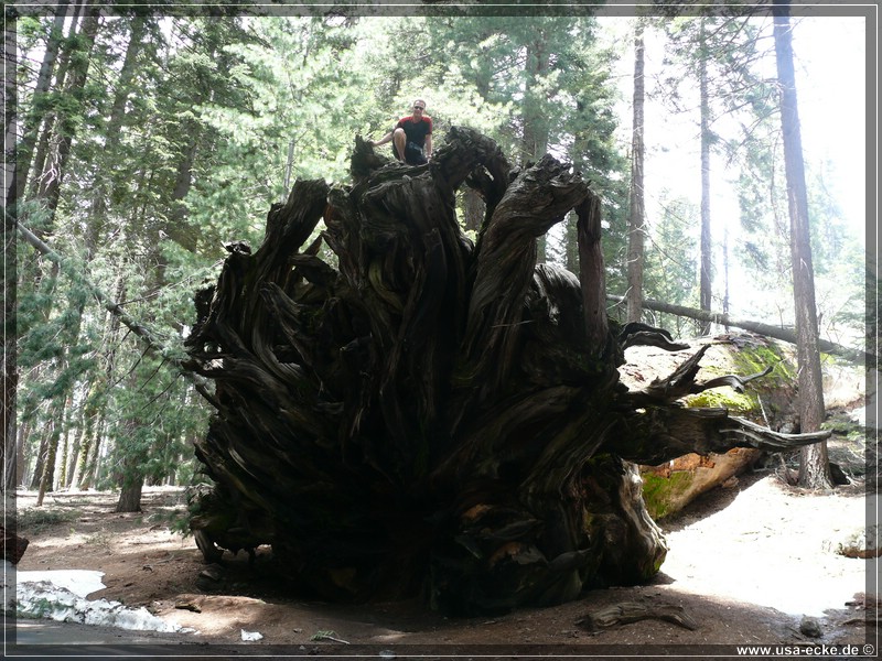 Sequoia2011_020