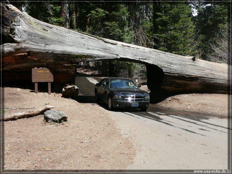 Sequoia2011_023