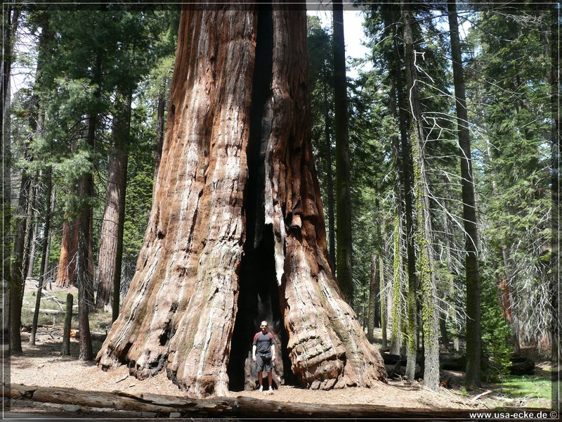 Sequoia2011_024